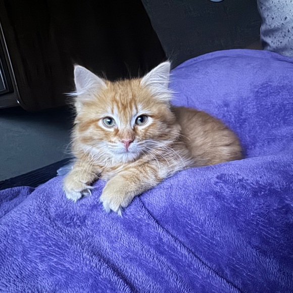 Meet your Posher, Kasey - Picture 7 of 12